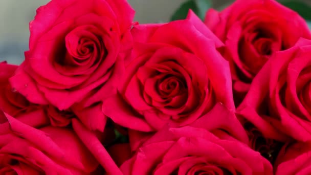 Motion over festive pattern with different fresh pink rose flowers at bright light background close view. Close-up of blossoming pink rose buds — Stockvideo