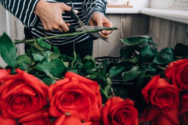 Çiçekçi pembe güllerden buket hazırlıyor. Çiçekçiyi kapat ve kompozisyon düzenlerken budama makası ile gül sapını kes. Çiçekçi dükkanında iş günü. Çiçek işi konsepti..
