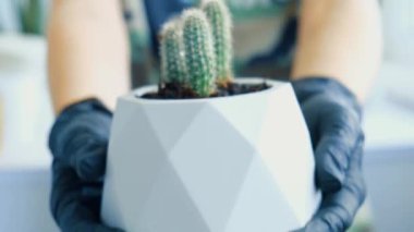 Seçici odaklı kadın elleri kaktüs tutuyor. Ev bahçesi konsepti. Bahçe aletleri. Bahçıvanların işyeri. Kovada bir dünya. Bitkilerle ilgileniyorum.