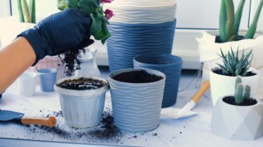 Kadın bahçıvan elleri tencerede menekşe renginde. Evde bahçıvanlık ve saksıya çiçek ekme kavramı. Saksı Saintpaulia mor çiçekleri. Ev hanımı ev bitkileriyle ilgileniyor. Toprağı içine dök