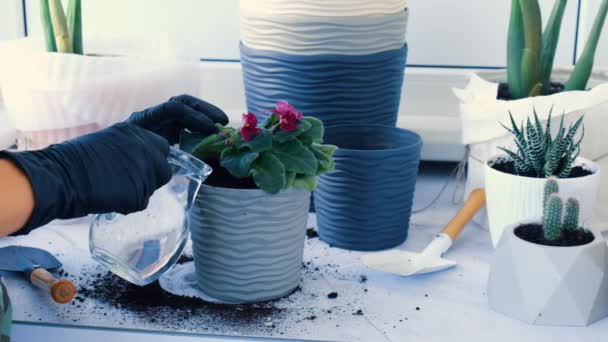 Woman gardener hands transplantion violet in a pot. Caucasian woman is watering floral seedlings using watering can or garden tools before replanting. Woman transplants flowers on terrace at home — Video Stock