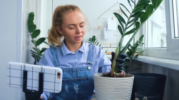 Tuinman vrouw blogger met behulp van telefoon, terwijl transplanteert indoor planten en gebruik maken van een schop op tafel. Zamioculcas Concept van de verzorging van planten en home garden. Voorjaarsplantage. Sociale media — Stockvideo
