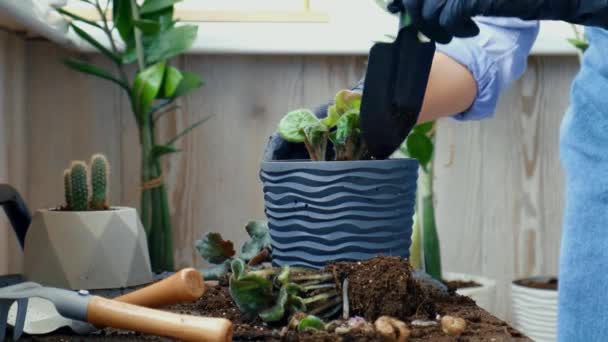 Жінка садівник рук пояснює фіолетовий колір в горщику. Жінки руки садівника поливають землю лопатою. Концепція домашнього садівництва та посадки квітів у горщику. Кімнатні фіолетові квіти Сенпая — стокове відео