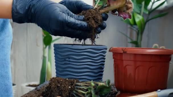 A kertésznő átadja a transzplantációt ibolyának egy edényben. Fogalom az otthoni kertészkedés és ültetés virágok pot. Potted Saintpaulia lila virágok. Háziasszony gondozás otthoni növények — Stock videók