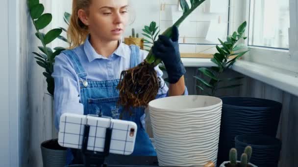 Bahçıvan kadın blogcu içeride bitki nakli yaparken telefon kullanıyor ve masada kürek kullanıyor. Zamioculcas bitki bakımı ve ev bahçesi kavramı. Bahar ekimi. Sosyal medya — Stok video