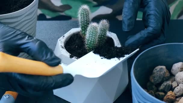 Female hands replanting cactus. Home garden concept. Gardening tools. Womans hands gardener pouring the soil with a shovel. Change the soil in flowers — 图库视频影像