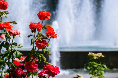 Parktaki çeşmenin önündeki kırmızı ve pembe çiçekler. Şehir parkında çiçek açıyor. Yaz tatili. Güzel bahçe. Su sıçrıyor.