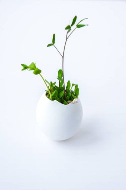 Taze mikro yeşiller. Beyaz yumurta kabuğunun içinde roka ve tere mikroyeşillikleri yetişir. Plastiksiz tohumlar. Evdeki bahçıvanlıkta mikroçim yetiştiriyorum. Gezegen Eko 'yu kurtar. Paskalya Asgari Konsepti.