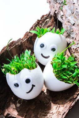 Taze mikro yeşiller. Mikro yeşil roka ve tereler beyaz yumurta kabuğunda yetişir ve ağaç kabuğunda komik yüzler vardır. Filizler. Plastiksiz tohumlar. Evdeki bahçıvanlıkta mikroçim yetiştiriyorum. Gezegen Eko 'yu kurtar. Paskalya Asgari Konsepti.