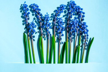 Kartpostal düzeni. Bahar modern natürmort. Mavi arkaplanda dikdörtgen şeklinde kesilmiş mavi muscari çiçekleri. Asgari bahar konsepti. Uzayı kopyala Düz üst görünüm.
