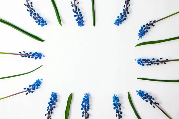 stock image Postcard layout. Flat lay, top view. Blue hyacinths in row square shape and copy space for text. Greeting card for holiday. Grape Hyacinth Muscari. Spring postcard for mom's day, earth day, nurse international day