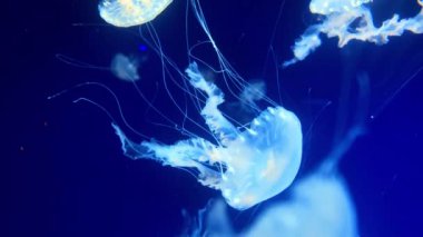 Denizanası yağlı denizanası parlak floresan denizanası su altında parlıyor, karanlık neon dinamiği titreşen ultraviyole bulanık arka plan. Canlı hipnotik mistik psikkedelik yüzme soyut arka plan