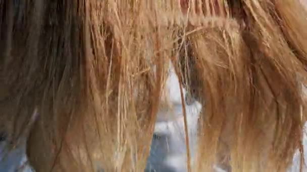 Mulher preocupada segurando escova com perda de cabelo após a escovação. Pedaço de cabelo, problema de crescimento, problemas de cuidados com o cabelo. — Vídeo de Stock