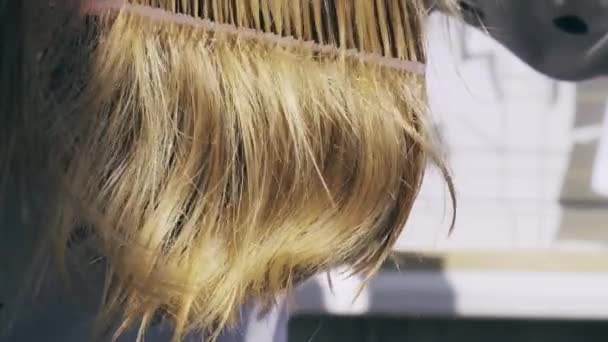 Беспокойная женщина держит расческу с выпадением волос после чистки. Клап волос, проблема роста, проблемы ухода за волосами. — стоковое видео