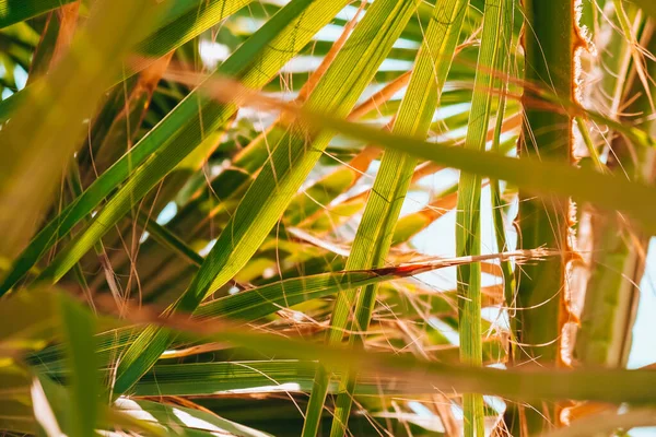 Verde palmeira folha padrão textura abstrato fundo tropical floresta, conceito de ecologia e progresso destino, liberdade viagem estilo de vida selva fundo, planta exótica — Fotografia de Stock