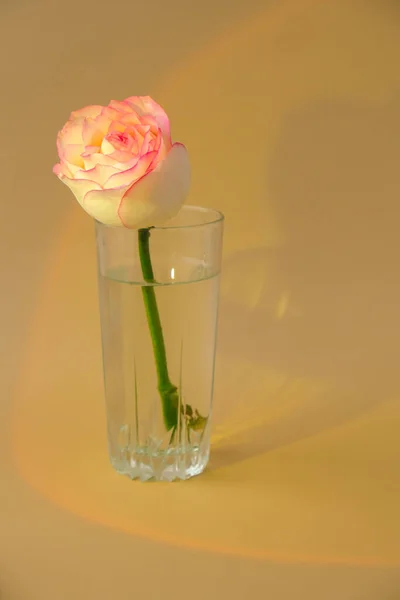 米色背景的花瓶上有柔和的粉红色玫瑰.阳光深深的阴影最小的构图。抽象的艺术思想。浪漫的粉红玫瑰花。现代美学。中和土声垂直 — 图库照片