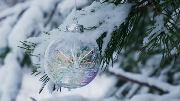 Transparent trendigt glas Julboll på snöiga gren firar i vinterskogen. Vinter semester bakgrund. Gott nytt år God Jul. Snö faller i bakgrunden — Stockvideo