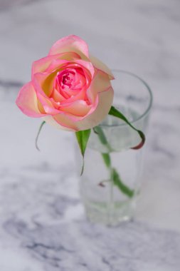 Pembe güllü içki bardağı. Minimum bileşim. Soyut sanat fikri. Romantik pastel pembe sevgililer günü kompozisyonu gül çiçeği. Modern estetik.