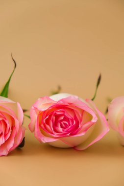 Bej arka planda zarif pembe güller. Minimum trend kompozisyonu. Soyut sanat fikri. Romantik pastel pembe gül çiçekleri. Modern estetik. Tarafsız toprak tonları Dikey