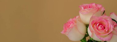 Bej arka planda zarif pembe güller. Minimum bileşim. Çiçek buketinin soyut sanat fikri. Romantik pastel pembe kompozisyon gül çiçeği. Modern estetik. Pankart