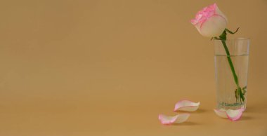 Bej arkaplanlı vazoda pembe gül. Minimum bileşim. Soyut sanat fikri. Romantik pastel pembe gül çiçeği. Modern estetik. Tarafsız toprak tonları Banner