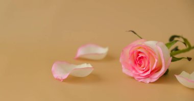 Bej arka planda narin pembe bir gül. Minimum trend kompozisyonu. Soyut sanat fikri. Romantik pastel pembe gül çiçeği. Modern estetik. Tarafsız toprak tonları