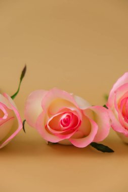 Bej arka planda zarif pembe güller. Minimum trend kompozisyonu. Soyut sanat fikri. Romantik pastel pembe gül çiçekleri. Modern estetik. Tarafsız toprak tonları Dikey