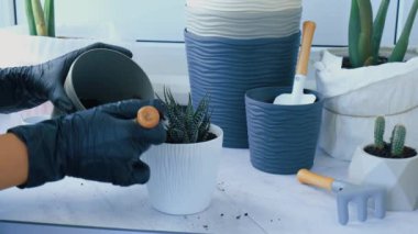 Kadın nakli çok leziz. İç odadaki bir saksıyı yeniden dikmek için biraz toprak koyuyor. Ev bahçesi konsepti. Bahçe aletleri. Bahçıvanların işyeri. Kovada bir dünya. Bitkilerle ilgileniyorum.