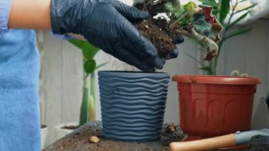 Kadın bahçıvan elleri tencerede menekşe renginde. Evde bahçıvanlık ve saksıya çiçek ekme kavramı. Saksı Saintpaulia mor çiçekleri. Ev hanımı ev bitkileriyle ilgileniyor.