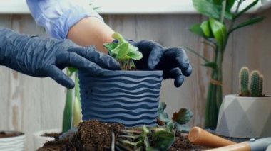 Kadın bahçıvan elleri tencerede menekşe renginde. Evde bahçıvanlık ve saksıya çiçek ekme kavramı. Saksı Saintpaulia mor çiçekleri. Ev hanımı ev bitkileriyle ilgileniyor.