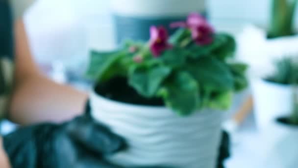 Mulher jardineiro mãos transplante violeta em uma panela. Conceito de jardinagem em casa e plantação de flores em vaso. Flores violetas de Saintpaulia em vaso. Dona de casa cuidando de plantas de casa. Despejar o solo em — Vídeo de Stock