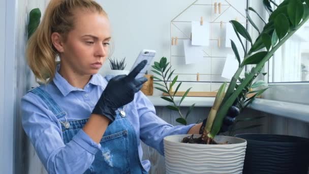 Kertésznő blogger használja telefon közben transzplantáció beltéri növények és használja a lapát az asztalon. Zamioculcas A növénygondozás és az otthoni kert koncepciója. Tavaszi ültetés. Közösségi média — Stock videók