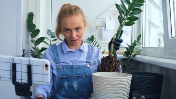 Женщина-садовница блоггер использует телефон во время трансплантации растений в помещении и использует лопату на столе. Zamioculcas Концепция ухода за растениями и домашний сад. Весенняя посадка. Социальные сети — стоковое видео