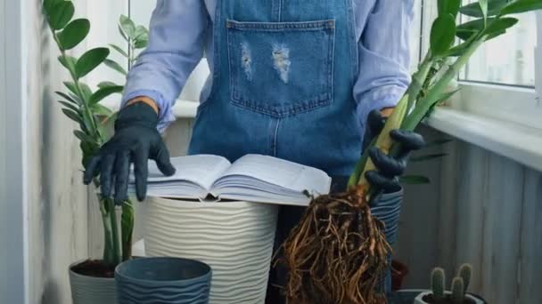 Gardener mulher ler livro e transplantes plantas de interior e usar uma pá na mesa. Zamioculcas Conceito de cuidado de plantas e jardim em casa. Plantação de primavera — Vídeo de Stock