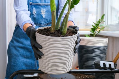 Bahçıvan kadın iç mekan bitkileri naklediyor ve masa üzerinde kürek kullanıyor. Zamioculcas bitki bakımı ve ev bahçesi kavramı. Bahar ekimi. Para ağacı