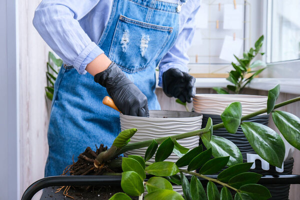 Gardener woman transplants indoor plants and use a shovel on table. Zamioculcas Concept of plants care and home garden. Spring planting. Money tree