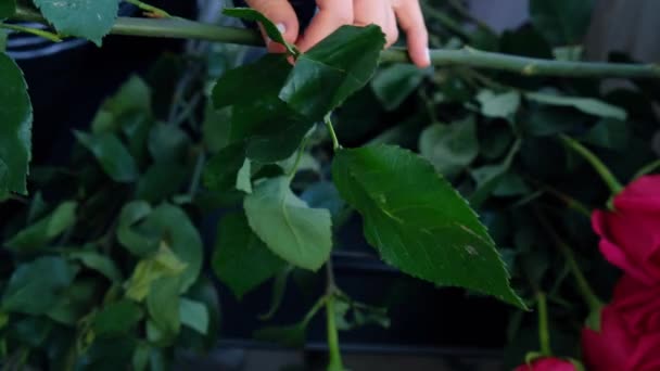 Florist arranging a bouquet from pink roses. Close up florist working cutting roses stem with pruning shears while making composition arrange. Working day in floristic store salon — Vídeo de Stock