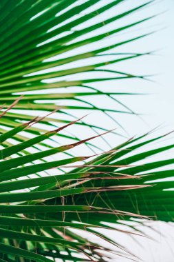 Yeşil palmiye yaprağı desenli soyut arka plan tropikal orman, ekoloji ve hedef ilerleme kavramı, özgürlük yolculuğu orman arka planı, egzotik bitki. Yaz tropik