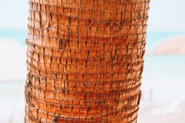 Yeşil palmiye yaprağı desenli soyut arka plan tropikal orman, ekoloji ve hedef ilerleme kavramı, özgürlük yolculuğu orman arka planı, egzotik bitki. Yaz tropik