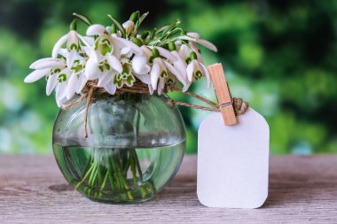 Su dolu cam bir vazoda bir buket kardelen. Uzayı metin için kopyala. Etiketle hazırlan. Erken bahar çiçekleri. Tatil tebrik kartı.