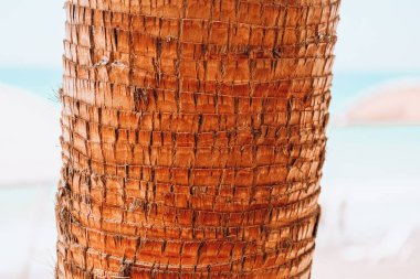 Yeşil palmiye yaprağı desenli soyut arka plan tropikal orman, ekoloji ve hedef ilerleme kavramı, özgürlük yolculuğu orman arka planı, egzotik bitki. Yaz tropik