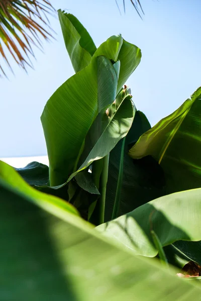 Green Texture Modello Foglia Palma Sfondo Astratto Foresta Tropicale Concetto — Foto Stock