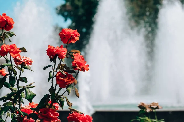 Red and pink flowers in front of fountain in park. Blooming flowers in a city park. Summer vacation. Beautiful garden — Stock Photo, Image