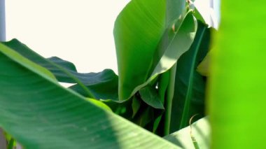 Tropik hindistan cevizi palmiyesi yaprağı rüzgarda sallanıyor, güneş ışığı, yaz arkaplanı. Tropikal yapraklar Monstera egzotik bitkisi güneş ışığına karşı güneş ışığı ve parlaması, doğa yeşil yağmur ormanı arka planı.