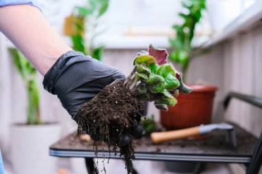 Kadın bahçıvan elleri tencerede menekşe renginde. Evde bahçıvanlık ve saksıya çiçek ekme kavramı. Saksı Saintpaulia mor çiçekleri. Ev hanımı ev bitkileriyle ilgileniyor.