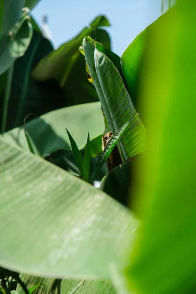 Verde palma modello texture astratto sfondo foresta tropicale, concetto di ecologia e progresso destinazione, libertà viaggio stile di vita giungla sfondo, pianta esotica — Foto Stock