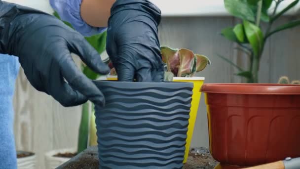 Kvinnliga trädgårdsmästare händer transplantation violett i en kruka. Begreppet hem trädgårdsskötsel och plantering blommor i kruka. Krukväxter Saintpaulia violetta blommor. Hemmafru som tar hand om hemväxter — Stockvideo