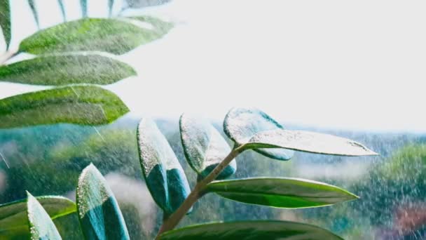 La mano está regando las plantas caseras en macetas. Mujer pulverizar a mano en las plantas de licencia por la mañana en casa utilizando una botella de spray riego plantas de interior Concepto de cuidado de plantas. — Vídeo de stock