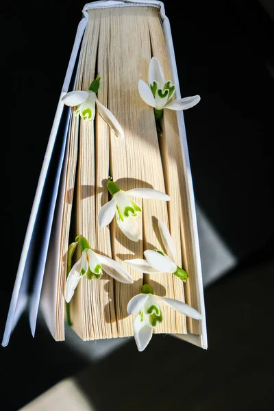Снежные Цветы Старой Книге Ранние Весенние Цветы Весна Ада Натюрморт — стоковое фото