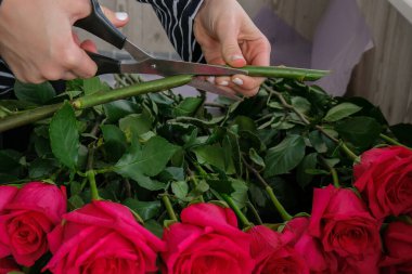 Çiçekçi pembe güllerden buket hazırlıyor. Çiçekçiyi kapat ve kompozisyon düzenlerken budama makası ile gül sapını kes. Çiçekçi dükkanında iş günü. Çiçek işi konsepti..